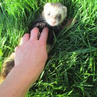 Jeune furet croisé angora #4