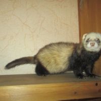 Jeune furet croisé angora #5