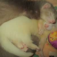 Jeune furet croisé angora #6