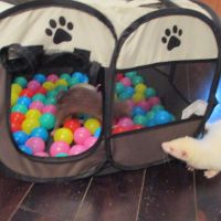 Jeune furet croisé angora #7