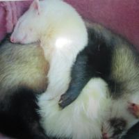 Jeune furet croisé angora #9