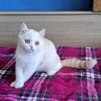 Très gentil chaton scottish straight #1