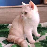 Très gentil chaton scottish straight #0