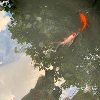 Donne 2 poissons rouges #1