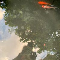 Donne 2 poissons rouges