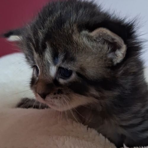 Chatons maine coon loof