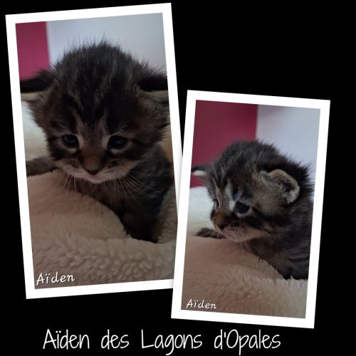 Chatons maine coon loof #3