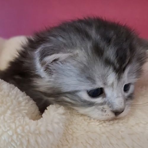 Chatons maine coon loof #4