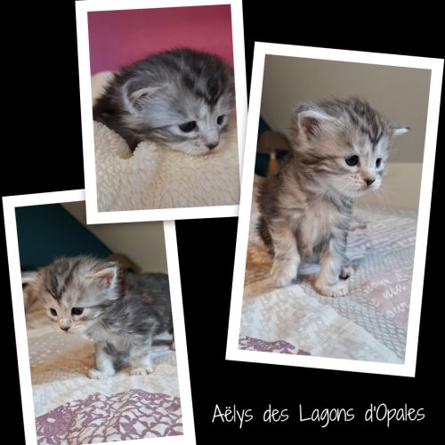 Chatons maine coon loof #7