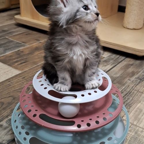 Chaton maine coon loof #3