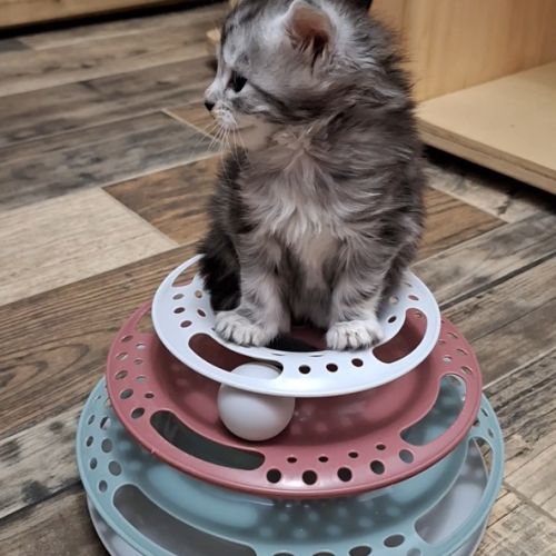 Chaton maine coon loof #4