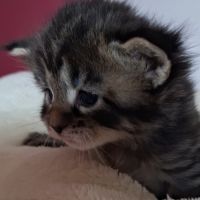 Chatons maine coon loof