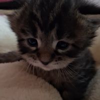 Chatons maine coon loof #2