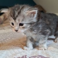 Chatons maine coon loof #5