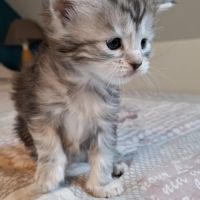 Chatons maine coon loof #6