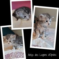 Chatons maine coon loof #7