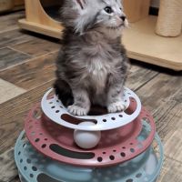 Chaton maine coon loof #3