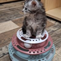 Chaton maine coon loof #4