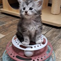 Chaton maine coon loof #5