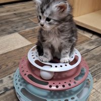 Chaton maine coon loof #6