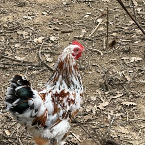 Coq bantam de pékin