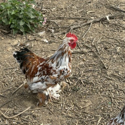 Coq bantam de pékin #3