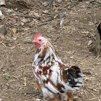Coq bantam de pékin #2