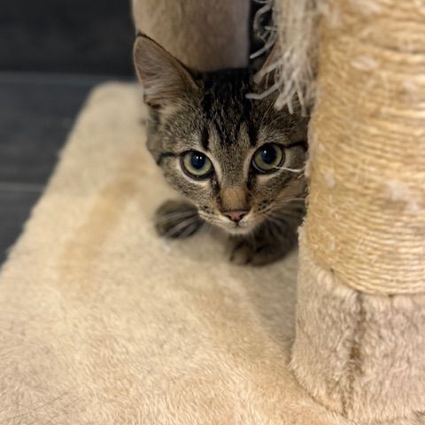 Rougail-chaton timide #1