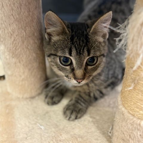 Rougail-chaton timide #2