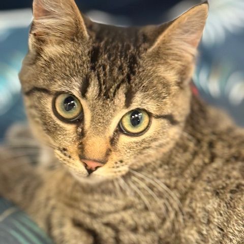 Rougail-chaton timide #5