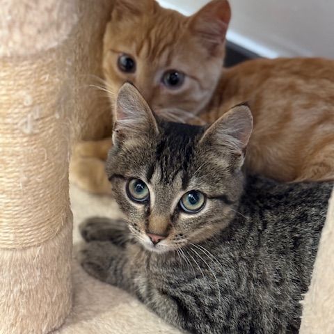 Rougail-chaton timide #6