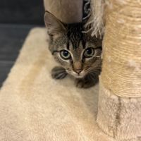 Rougail-chaton timide #1