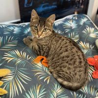 Rougail-chaton timide