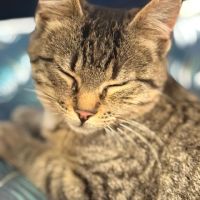 Rougail-chaton timide #4