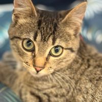 Rougail-chaton timide #5