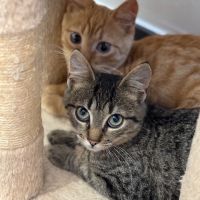 Rougail-chaton timide #6