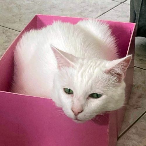 Neige, le roi du câlin réconfortant #1