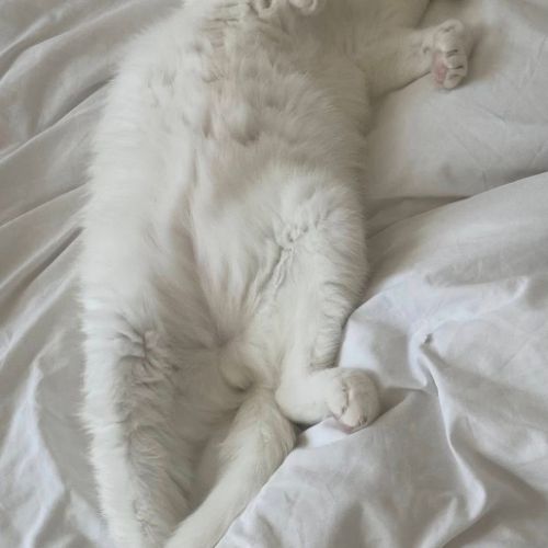 Neige, le roi du câlin réconfortant #2