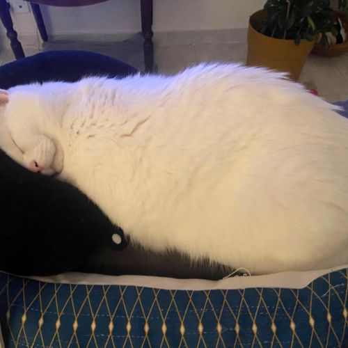 Neige, le roi du câlin réconfortant #3