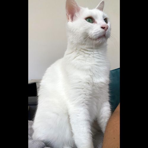 Neige, le roi du câlin réconfortant