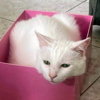 Neige, le roi du câlin réconfortant #1