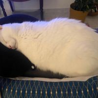 Neige, le roi du câlin réconfortant #3