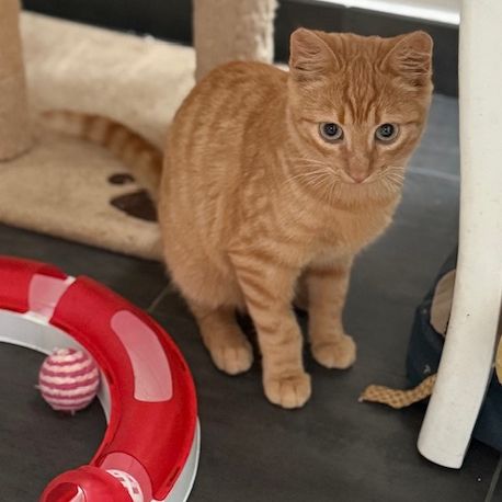 Rouge gorge - adorable chaton #1