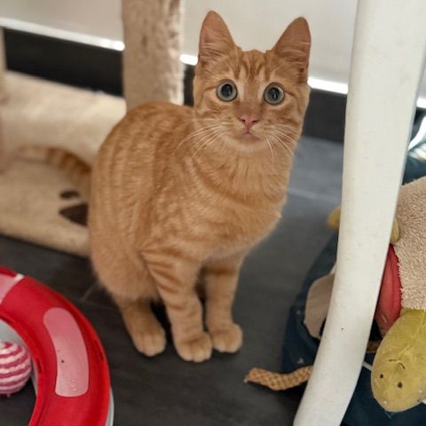 Rouge gorge - adorable chaton