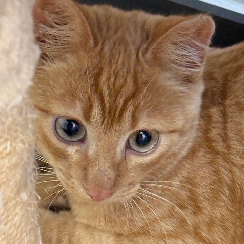 Rouge gorge - adorable chaton #4