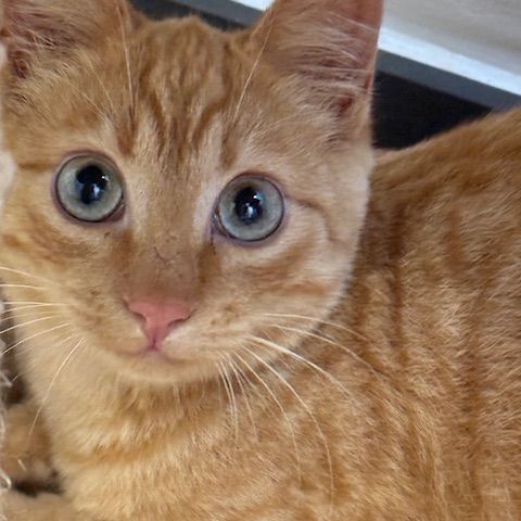 Rouge gorge - adorable chaton #5