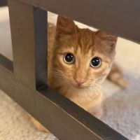 Rouge gorge - adorable chaton #3