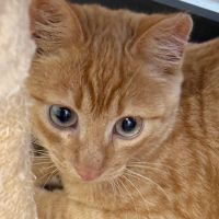 Rouge gorge - adorable chaton #4