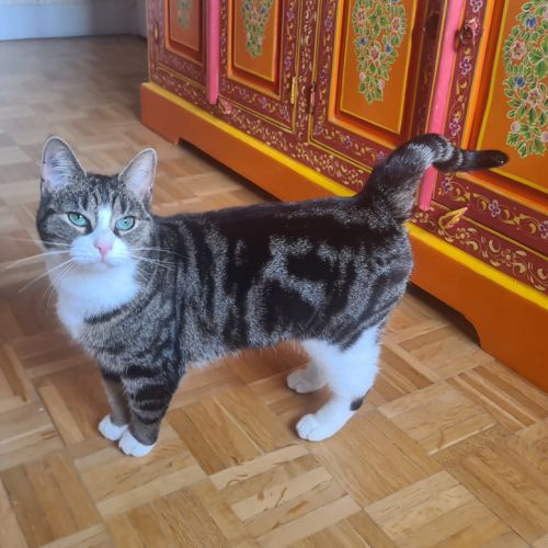 Corole-adorable junior #2