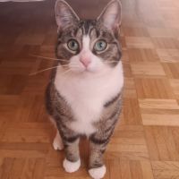 Corole-adorable junior